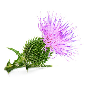 liverflo-milk-thistle Liverflo Silymarin Milk Thistle