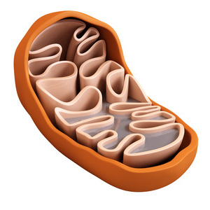 Liverflo Mitochondria