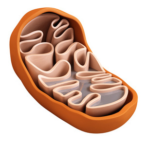liverflo-mitochondria-300 Liverflo Mitochondria